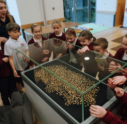 Alunos ingleses veem de perto o maior achado de moedas de ouro da Idade do Ferro na Grã-Bretanha